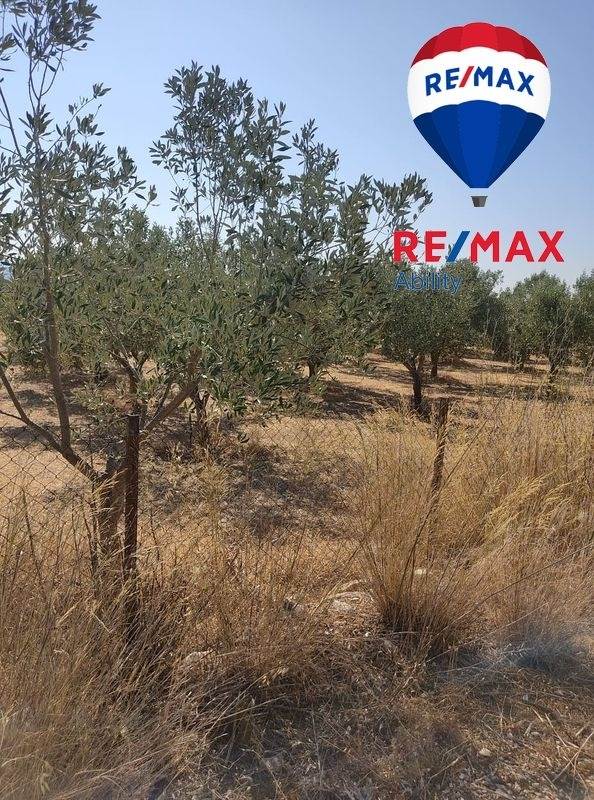 (For Sale) Land Agricultural Land  || Lakonia/Mystras - 9.000 Sq.m, 45.000€ 