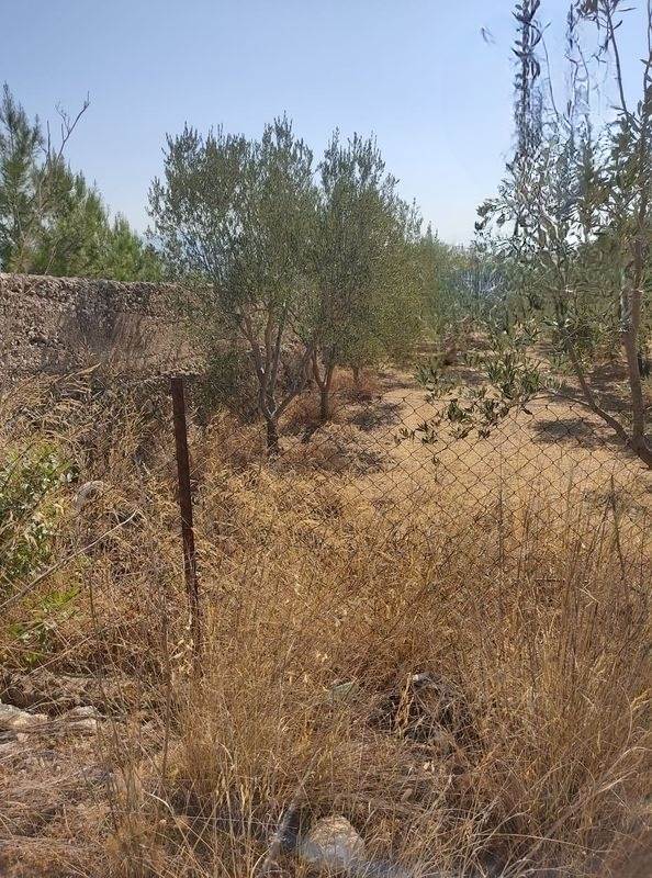 (For Sale) Land Agricultural Land  || Lakonia/Mystras - 9.000 Sq.m, 45.000€ 