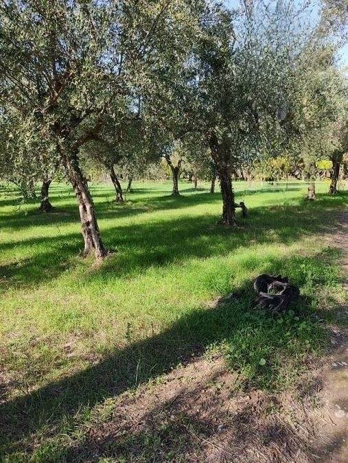 (For Sale) Land Plot || Lakonia/Mystras - 2.200 Sq.m, 30.000€ 