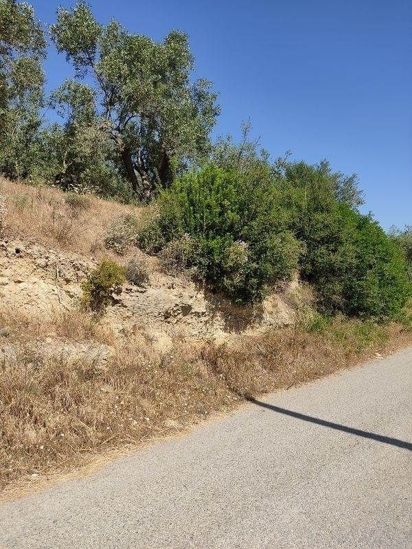 (For Sale) Land Agricultural Land  || Lakonia/Skala - 17.380 Sq.m, 24.500€ 