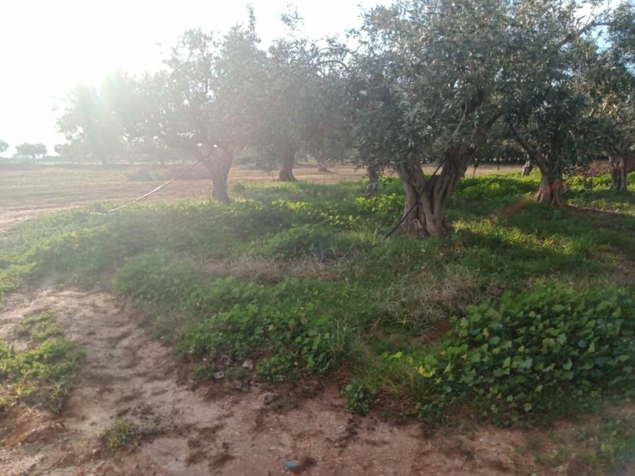 (For Sale) Land Agricultural Land  || Lakonia/Voies - 9.884 Sq.m, 149.000€ 