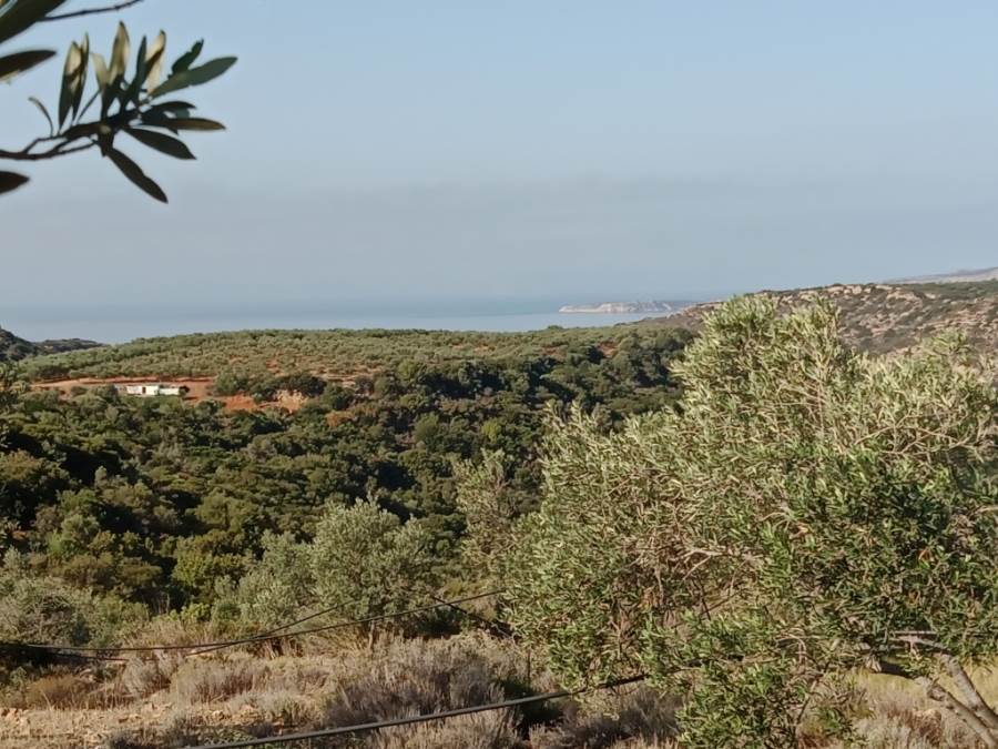 (For Sale) Land Agricultural Land  || Lakonia/Asopos - 24.000 Sq.m, 75.000€ 