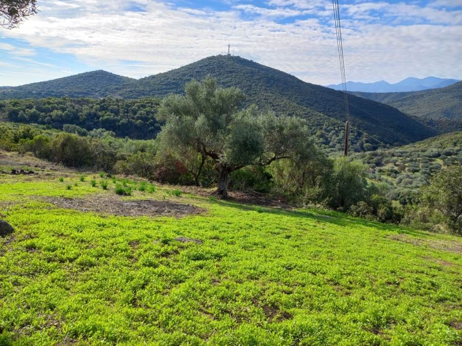 (Προς Πώληση) Αξιοποιήσιμη Γη Οικόπεδο εντός οικισμού || Ν. Λακωνίας/Κροκεές - 985 τ.μ, 20.000€ 
